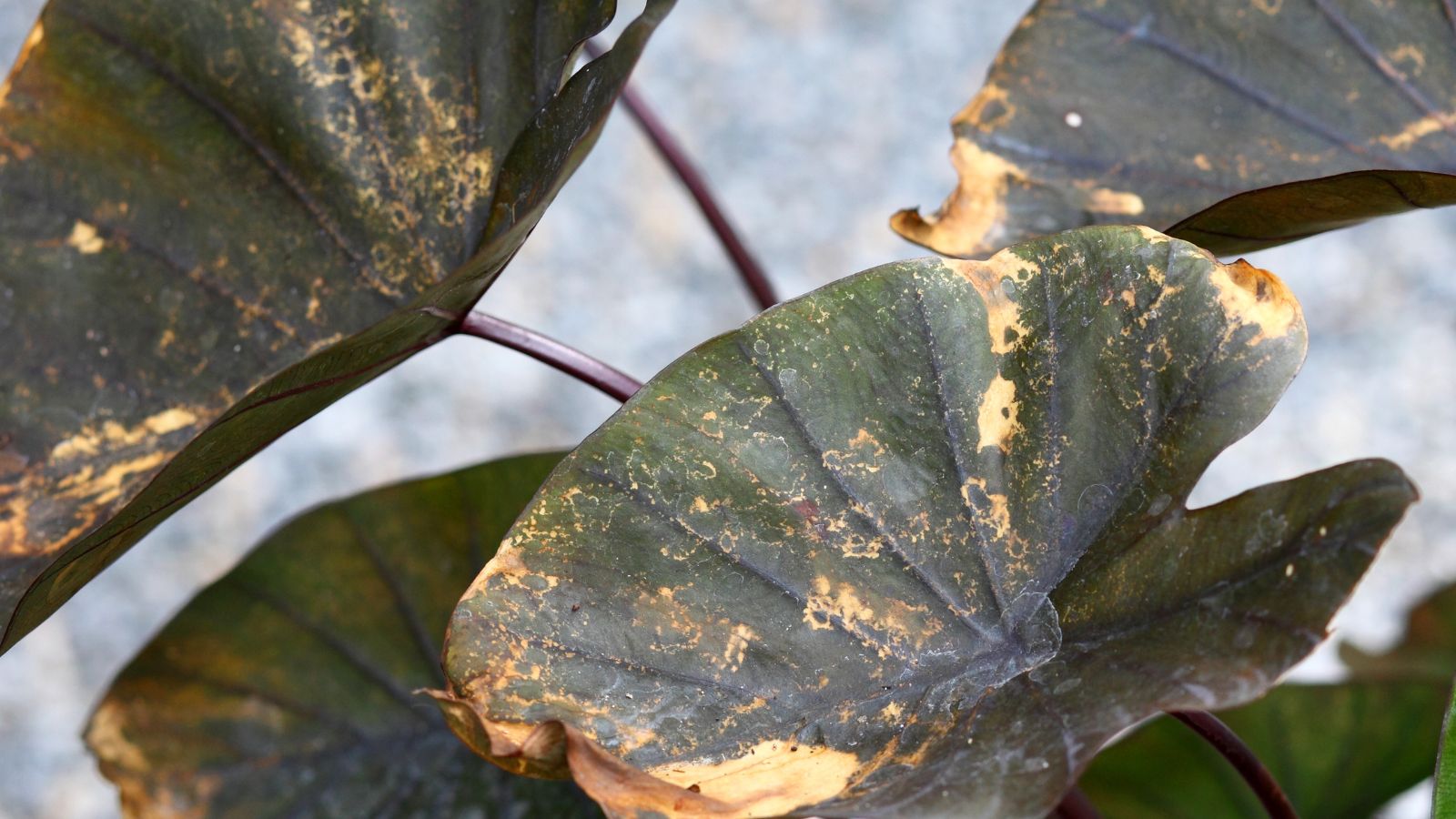 A close-up shot of several diseased leaves of the elephant ear plant, all situated in a well lit area outdoors