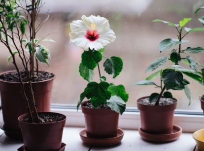 A close-up shot of several potted flowers, with a white flower in the middle, showcasing when to bring hibiscus indoors