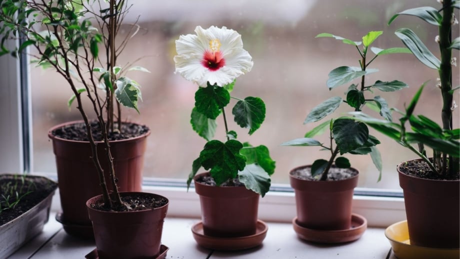 A close-up shot of several potted flowers, with a white flower in the middle, showcasing when to bring hibiscus indoors