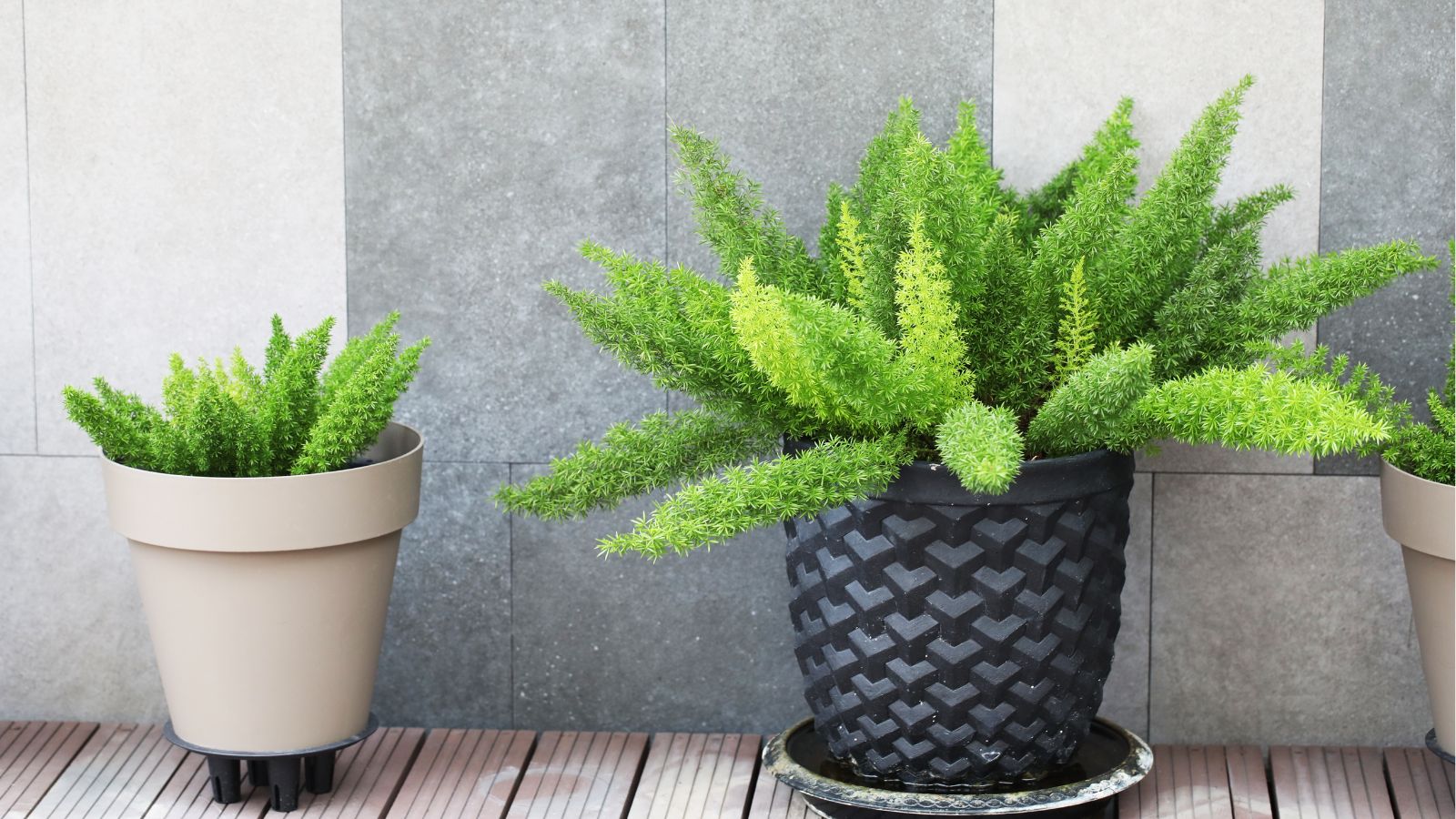 A close-up shot of several potted plants, showcasing their vivid green, bushy fronds, all situated in a well lit area