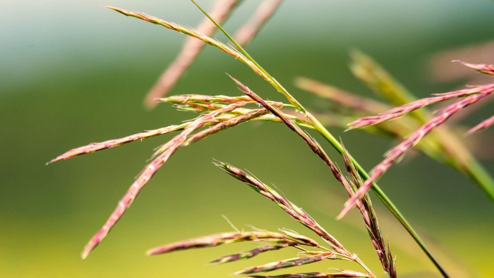A close up shot of the Andropogon gerardii ‘Red October’ appearing vibrant under abundant sunlight