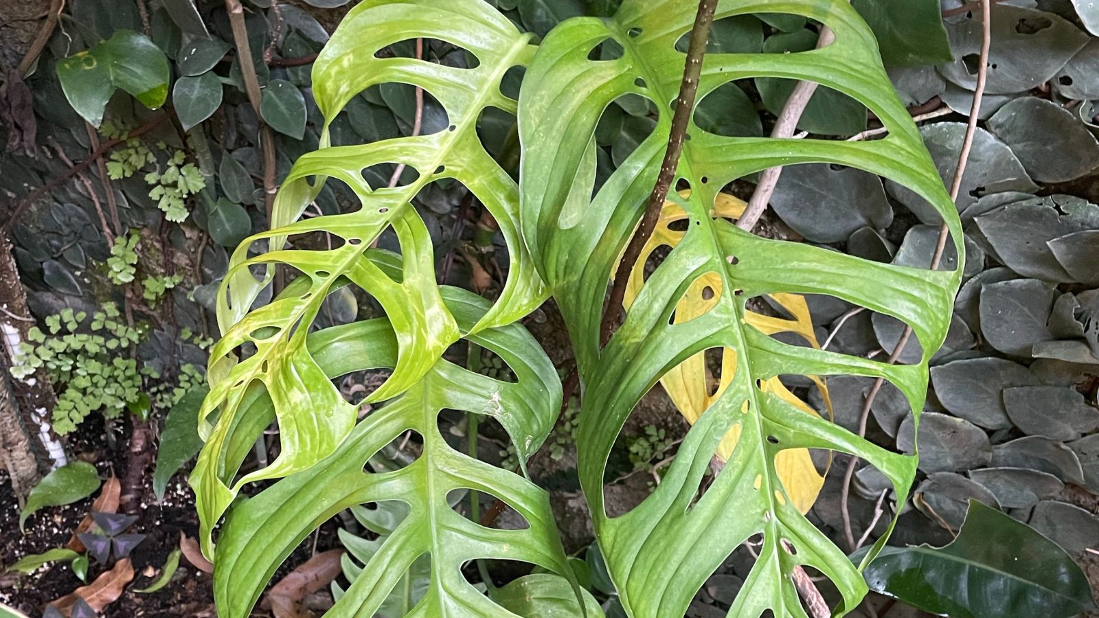 A close up shot of the Monstera epipremnoides ‘Esculeto’ having large gaping holes on the leaves with a stone wall in the background