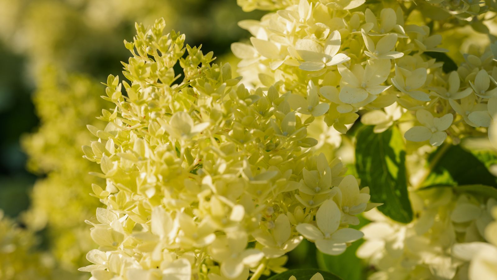A closeup of Limelight blooms appearing lovely under sunlight, with some flowers still close surrounded by deep green foliage