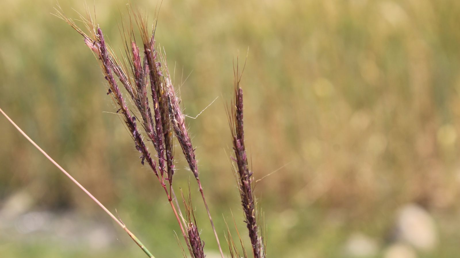 A closeup of the Andropogon gerardii ‘Red October’ stalk appearing to have heavy seed heads appearing red under the warm light