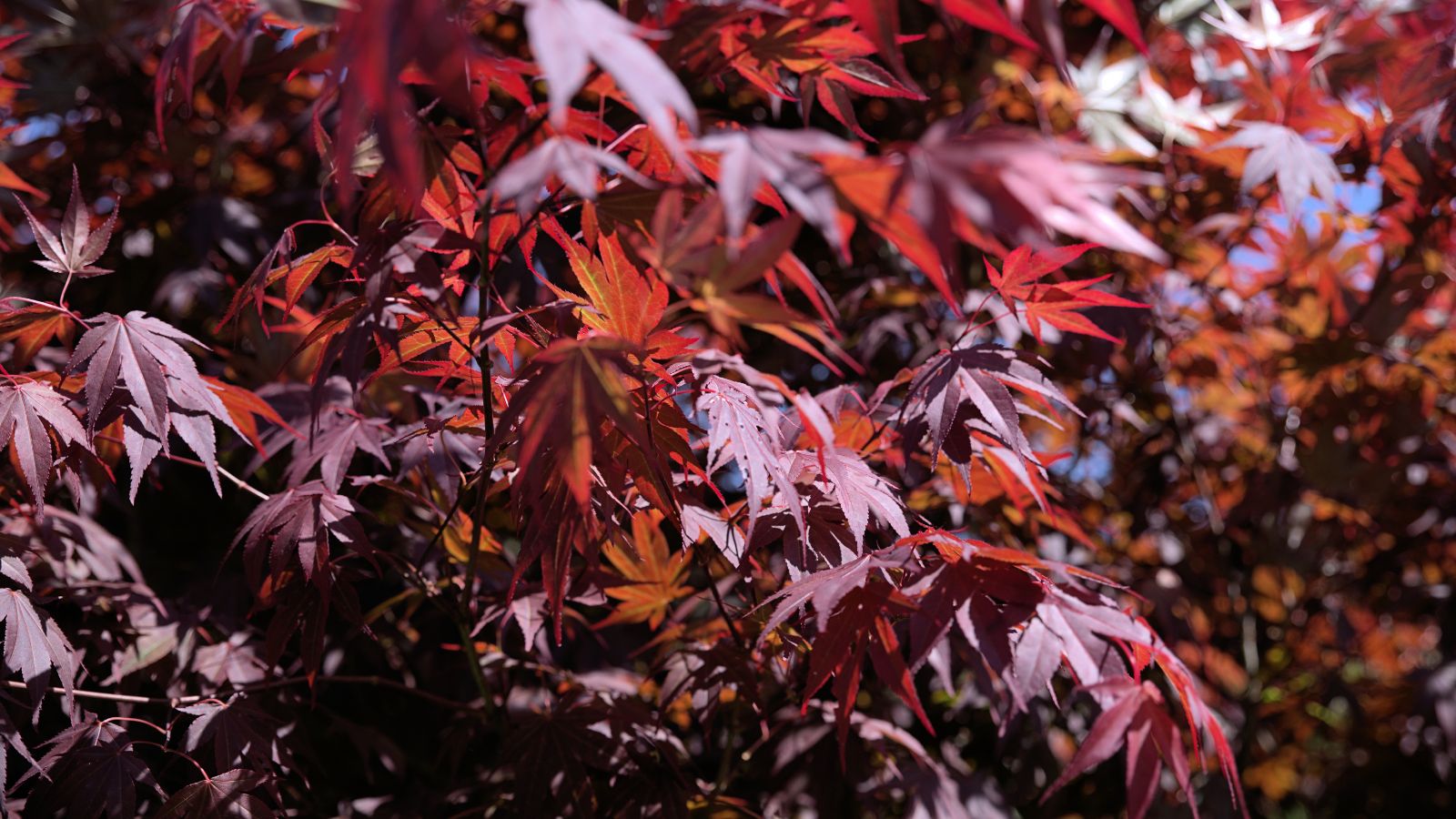 A closeup shot of Acer palmatum ‘Bloodgood’ leaves, appearing thick and lush placed somewhere with sunlight