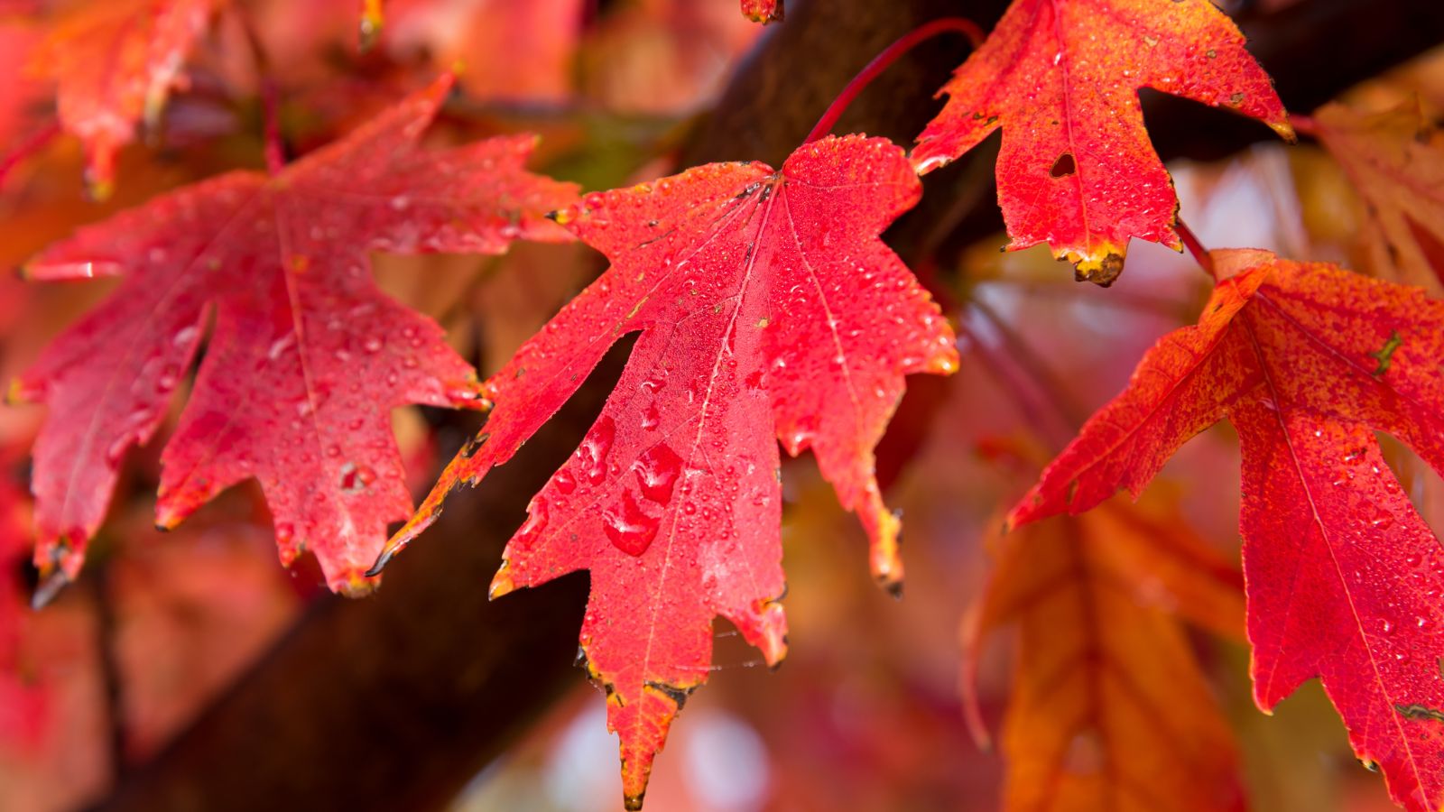 A closeup shot of Acer x freemanii ‘Jeffersred' leaves, appearing a vibrant red color with water droplets on the surface