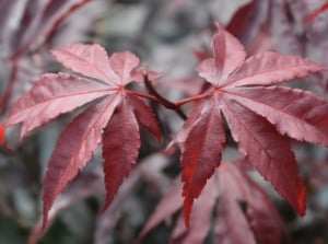 A closeup shot of Bloodgood Japanese maple leaves, appearing to have a deep reddish purple color surrounded by grayish foliage under some light