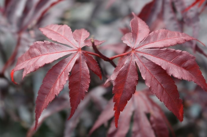 A closeup shot of Bloodgood Japanese maple leaves, appearing to have a deep reddish purple color surrounded by grayish foliage under some light