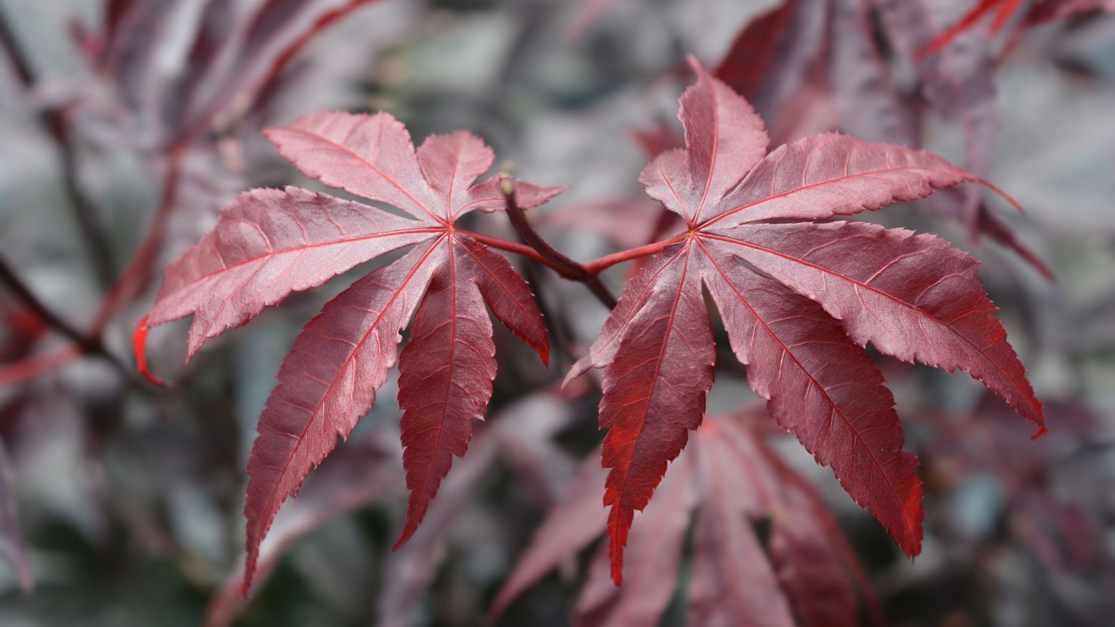 How to Plant, Grow, and Care For ‘Bloodgood’ Japanese Maple Trees How to Plant, Grow, and Care For ‘Bloodgood’ Japanese Maple Trees
