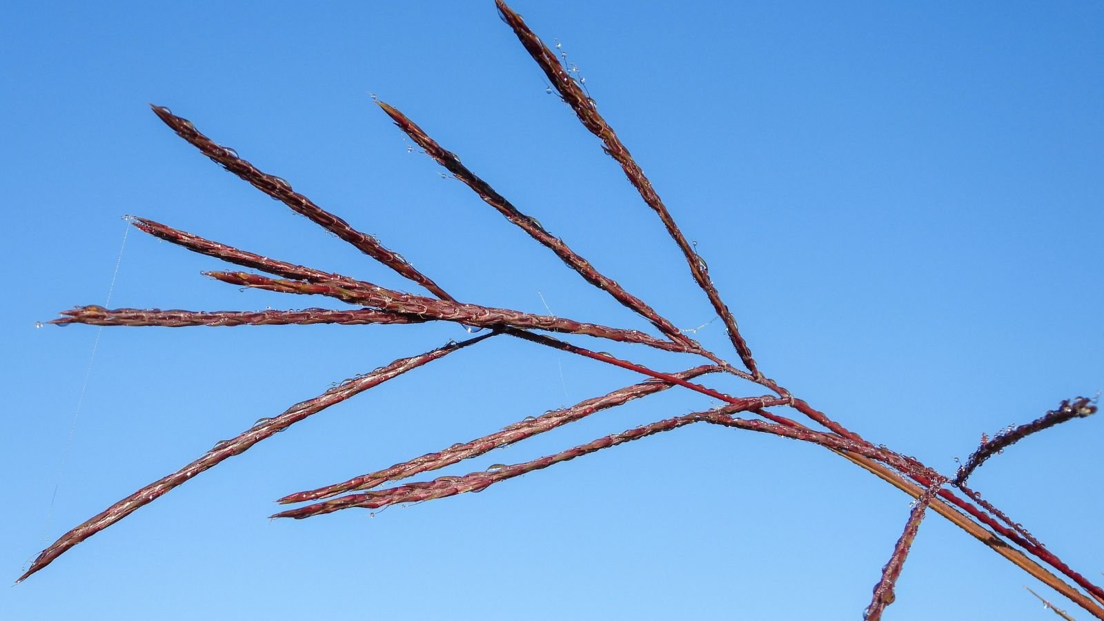 A closeup shot of the Andropogon gerardii ‘Red October’ take from below with a clear blue sky in the background