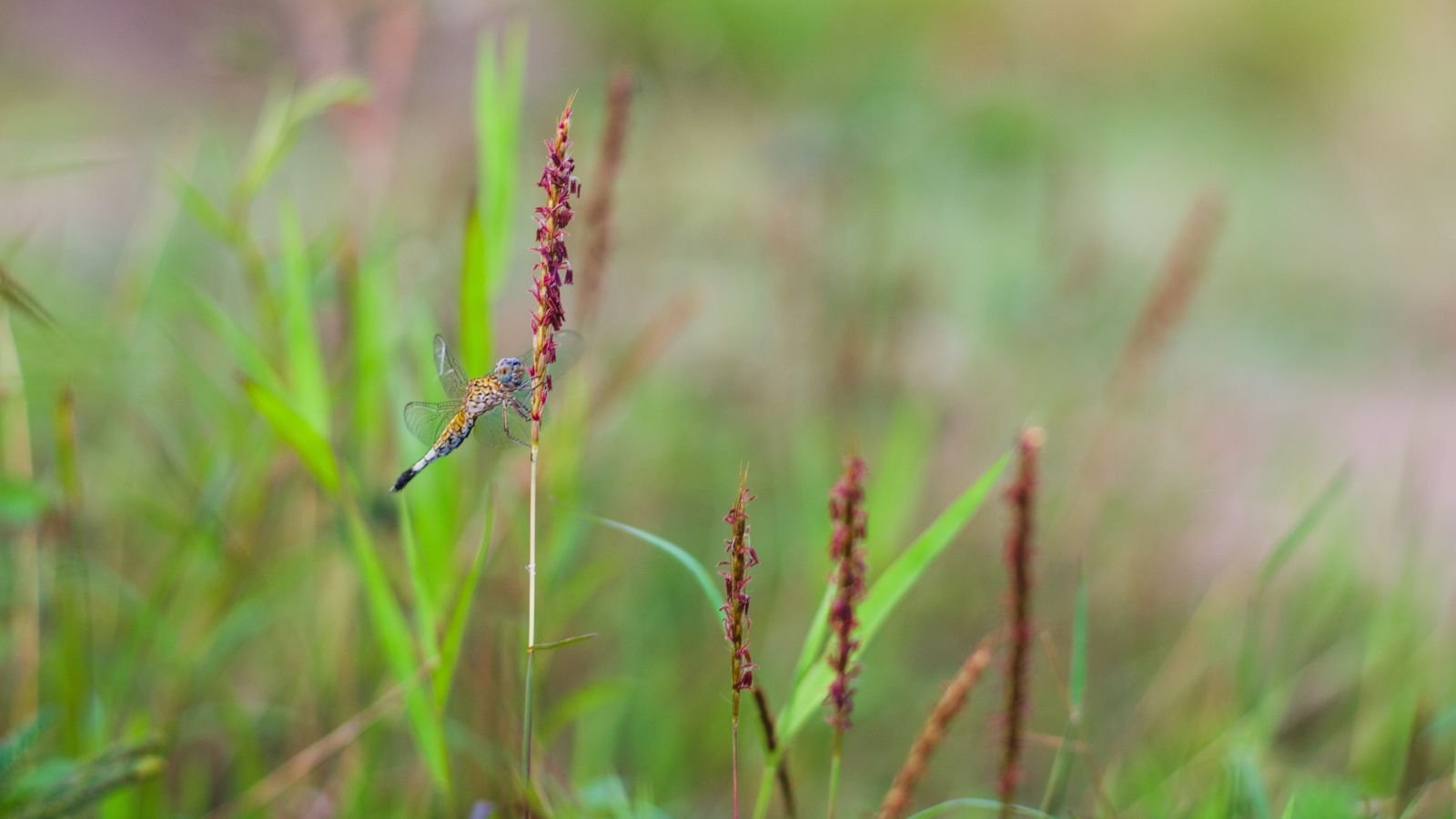 A dragonfly sitting on a blade of Andropogon gerardii ‘Red October’ appearing sturdy with greens in the background