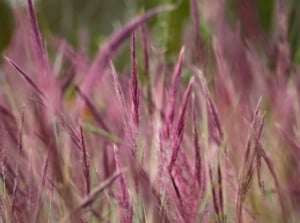 A field covered in big bluestem red october appearing sturdy and strong, forming a thick layer of red foliage