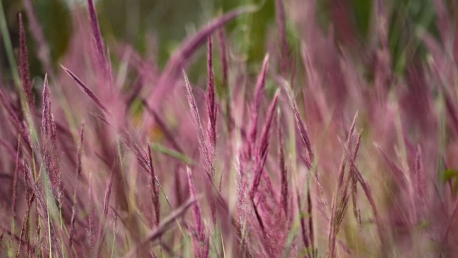 A field covered in big bluestem red october appearing sturdy and strong, forming a thick layer of red foliage