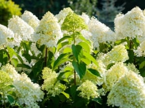 A healthy and lush limelight hydrangea tree appearing to have cone-like flower clusters surrounded by vibrant green leaves and foliage