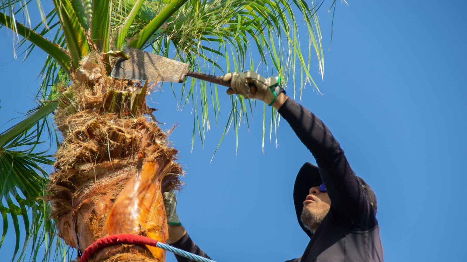 A hooded person trimming down a Washingtonia filifera using a cutting tool with rope holding the person to the top of the tree