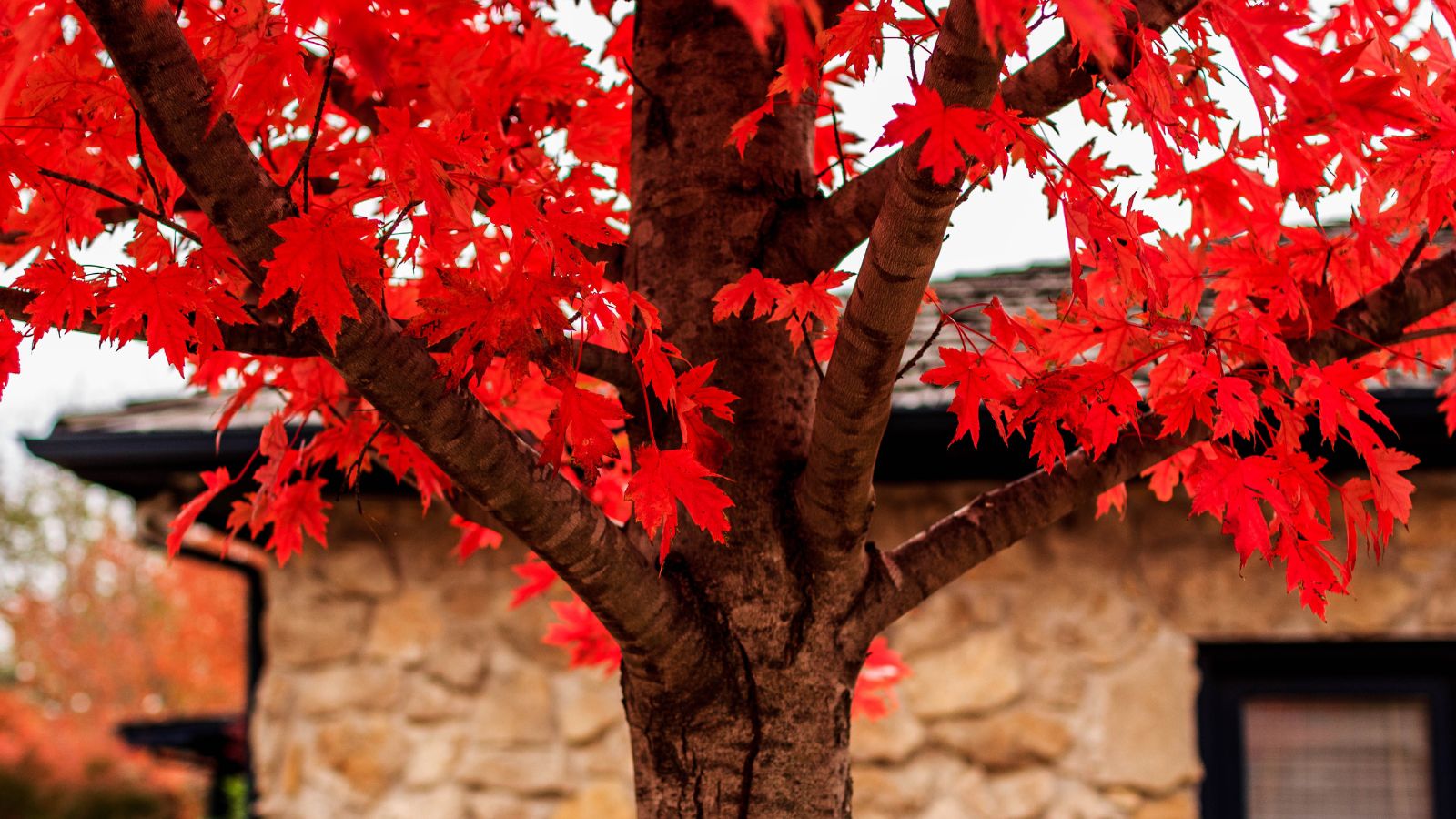 A lovely Acer x freemanii ‘Jeffersred'with a sturdy trunk appearing a dark brown with lush red leaves