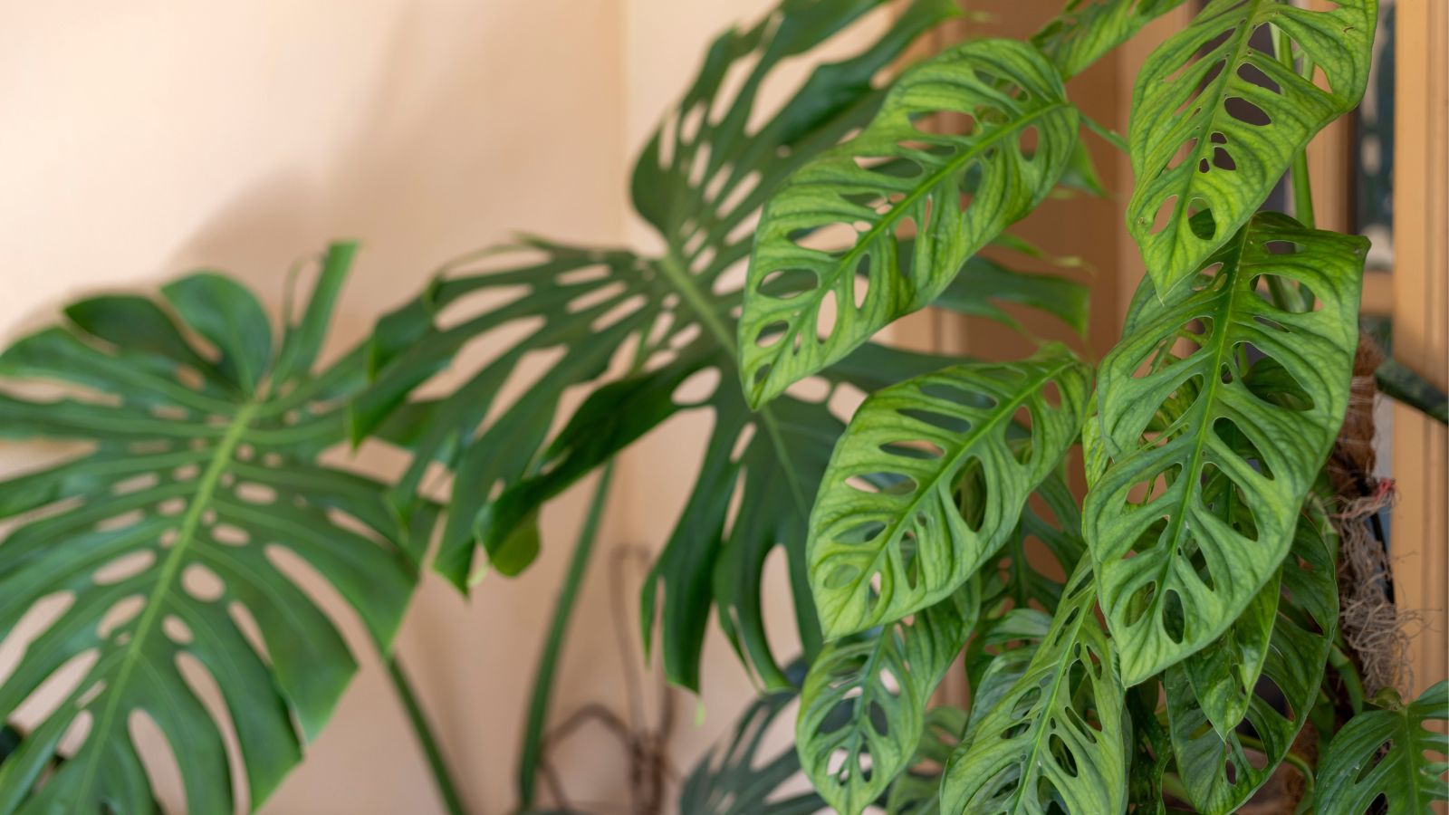 A lovely Monstera epipremnoides ‘Esculeto’ plant in front of another plant placed near a door with a peach wall in the background