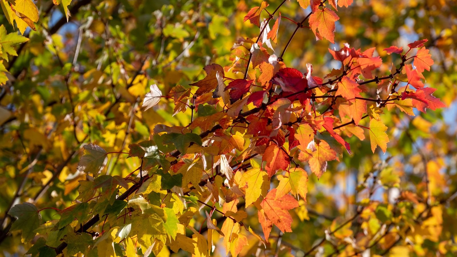 A midshot of a lovely Acer x freemanii ‘Jeffersred' branch with red and green foliage, appearing healthy and lush under the sunlight