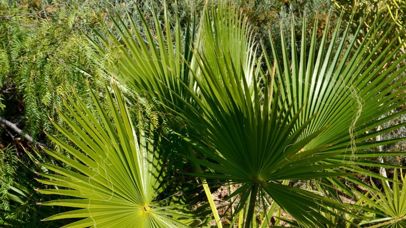 A midshot of a young Washingtonia filifera, appearing to have bright green leaves with stems attached to the trunk