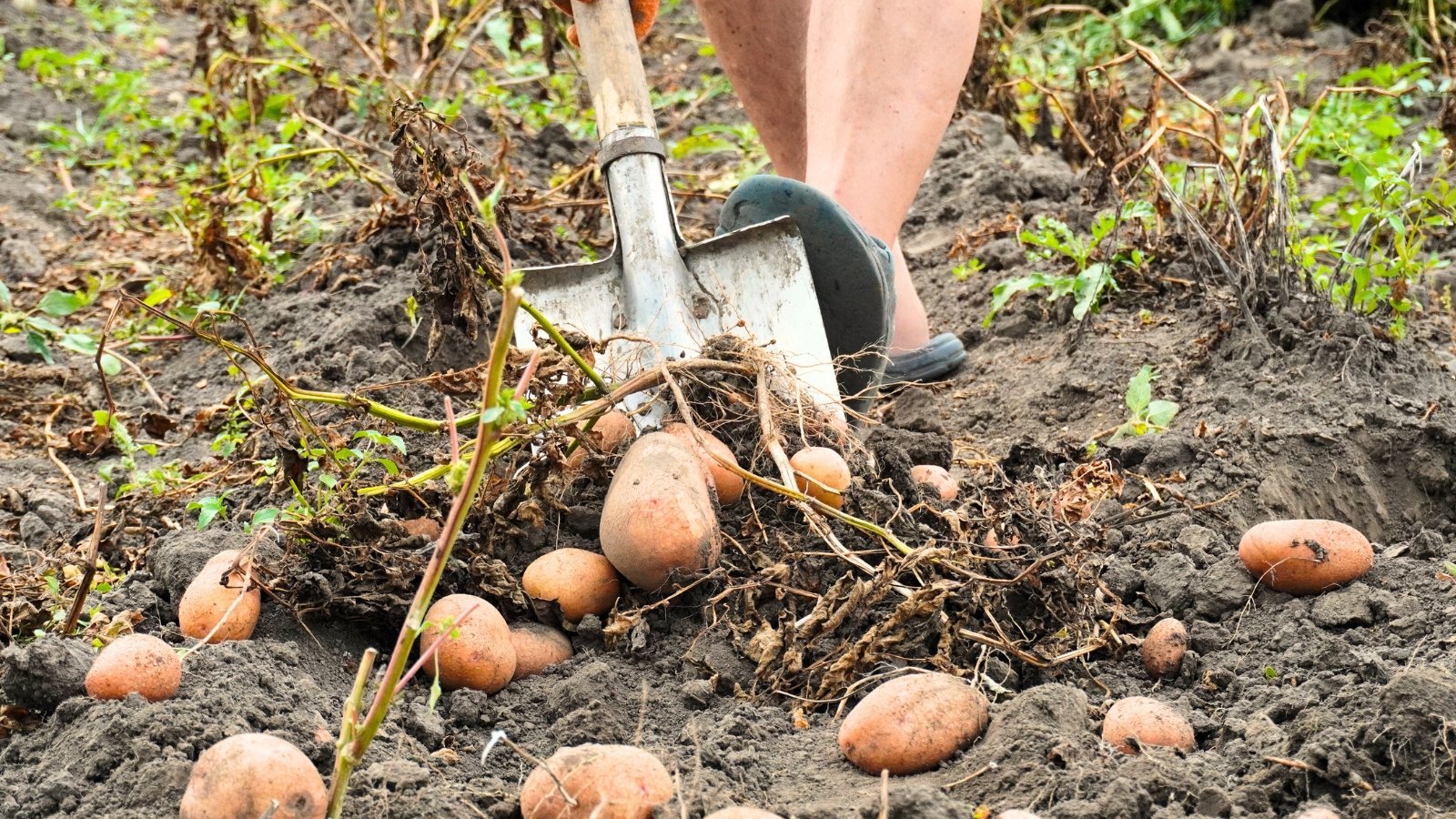 A gardener uses a large shovel to dig up potatoes with dying stems and dry leaves, revealing a cluster of pinkish-brown tubers scattered among the dark soil.