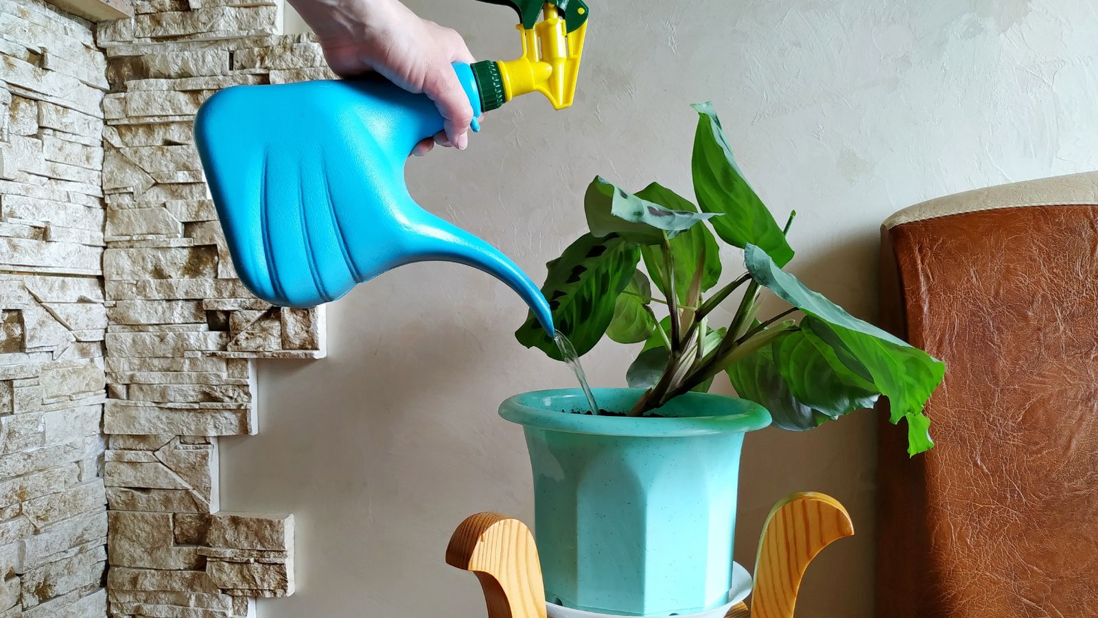 A person using a blue container to water a lovely houseplant, appearing to be placed indoors with a white wall in the background