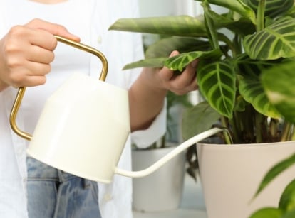 A person using a white watering can to water calathea plant, appearing to have patterned leaves in a white pot