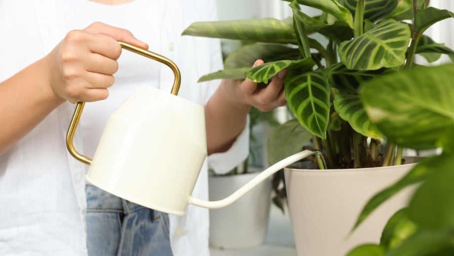 A person using a white watering can to water calathea plant, appearing to have patterned leaves in a white pot