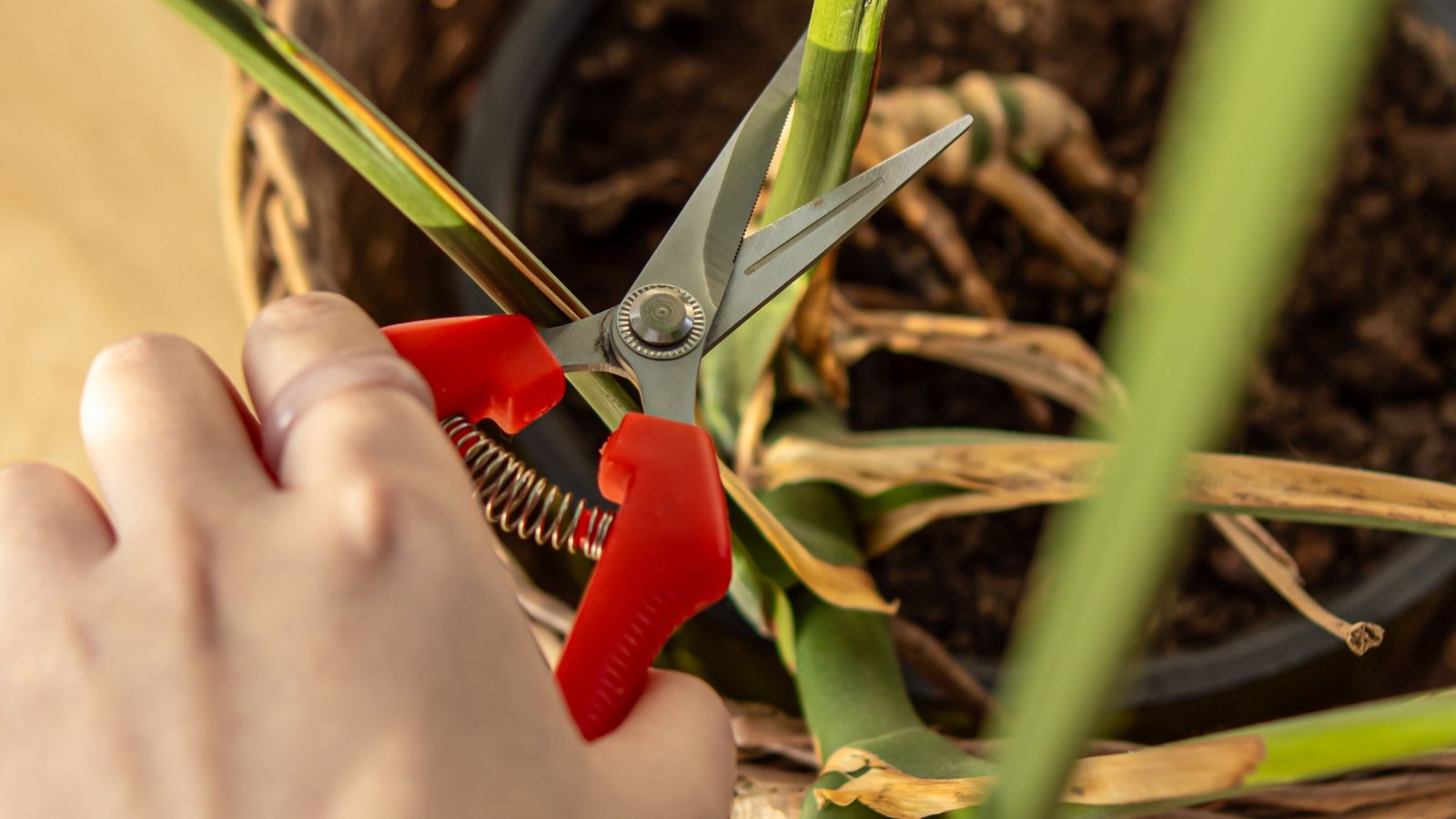 A person using pruning shears to cut a Monstera plant's stem, the shears having a red color