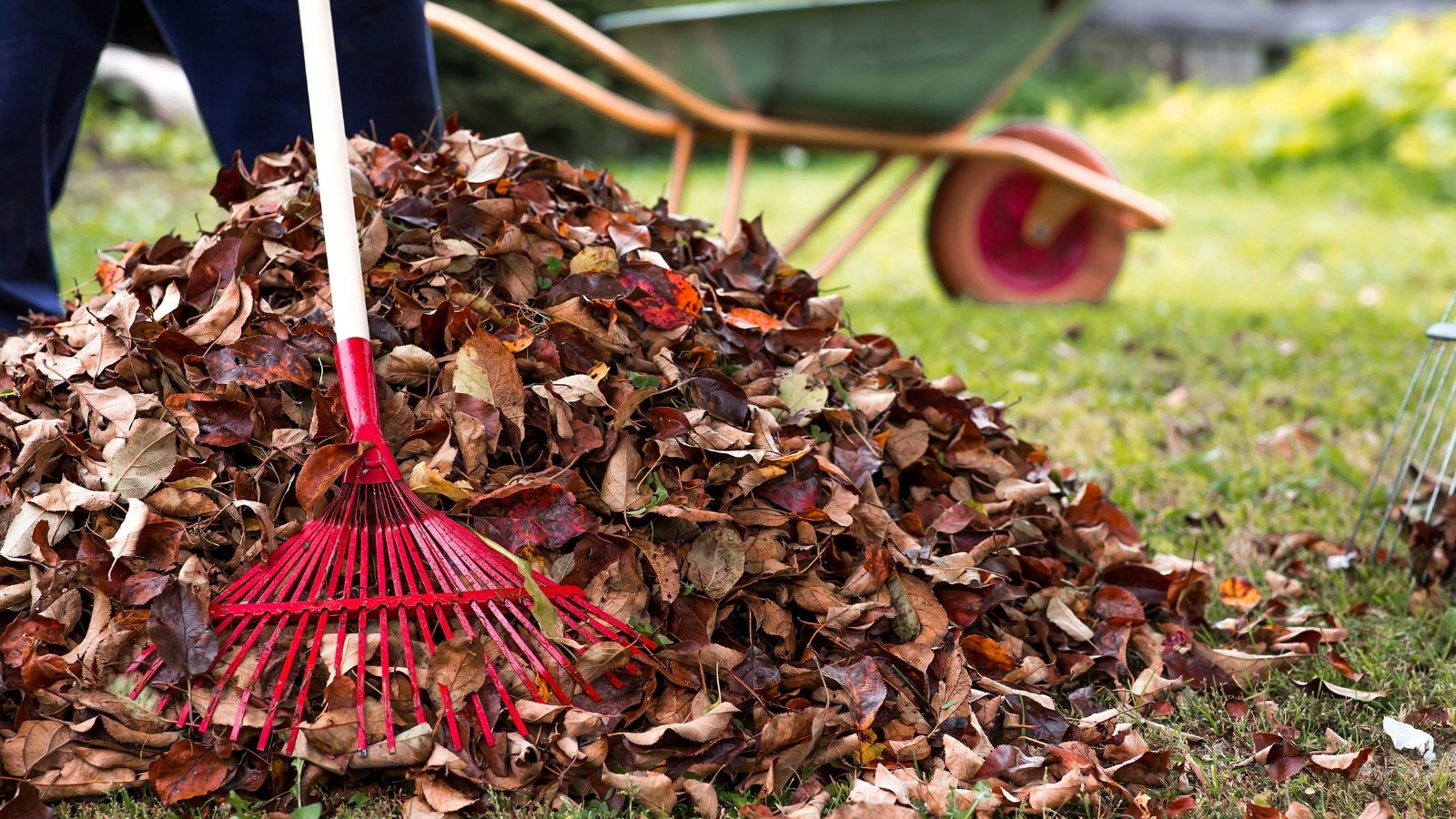 A male gardener with a red rake creates a pile of dry leaves in a sunny garden with a wheelbarrow in the background.
