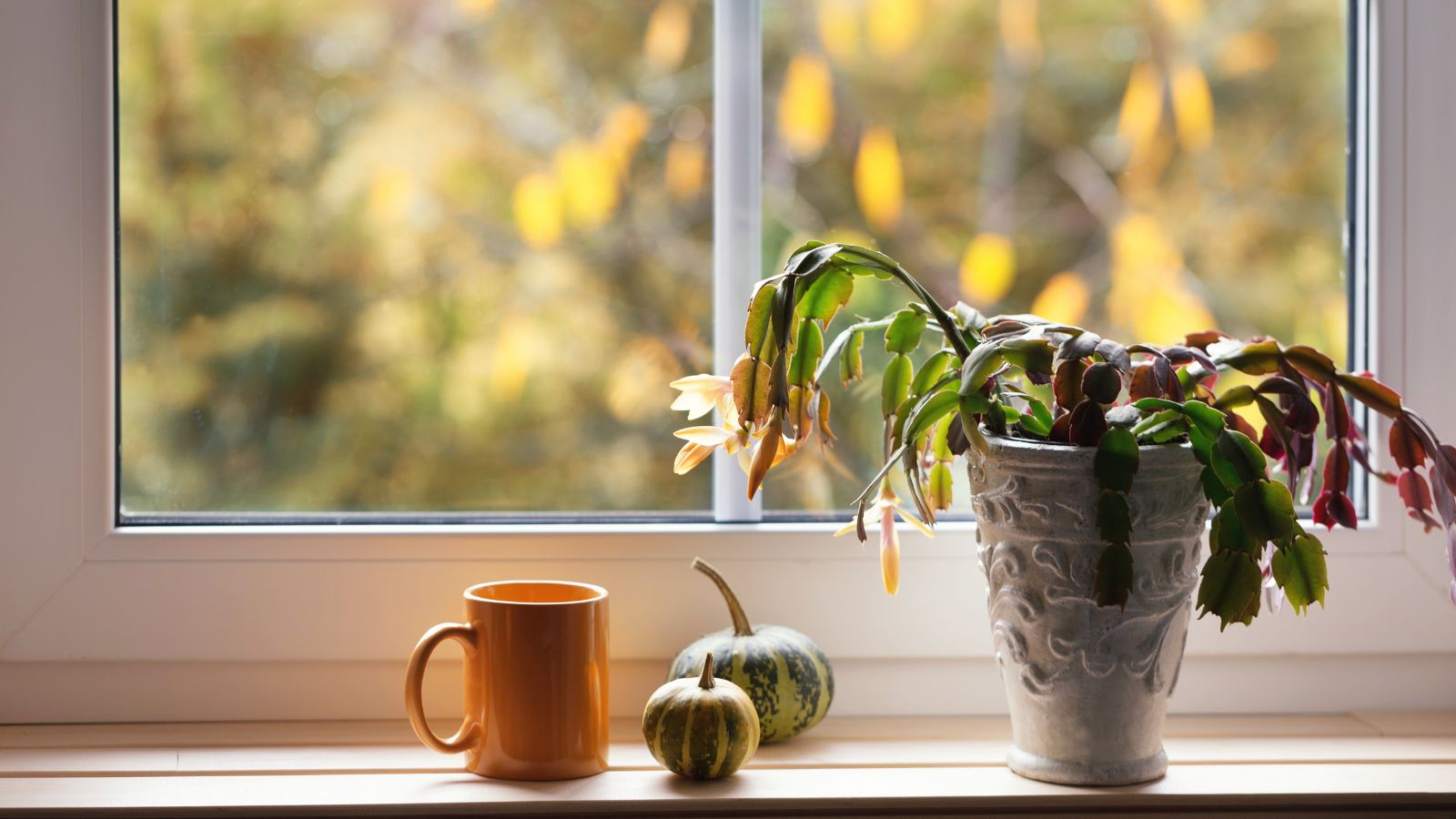 A potted Schlumbergera on the window sill beside a coffee mug, with two small pumpkins in the middle under the warm sunlight
