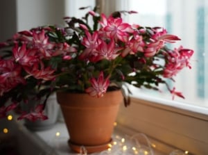 A potted christmas cactus coffee grounds placed on a widow sill with twinkling lights around the pot, the plant receiving enough sunlight
