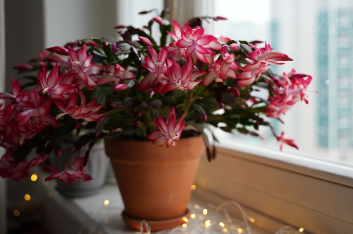 A potted christmas cactus coffee grounds placed on a widow sill with twinkling lights around the pot, the plant receiving enough sunlight