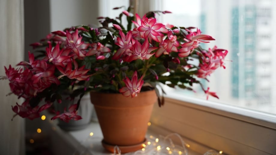 A potted christmas cactus coffee grounds placed on a widow sill with twinkling lights around the pot, the plant receiving enough sunlight