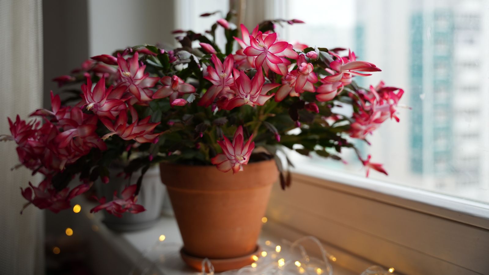 How to Fertilize Your Christmas Cactus with Coffee Grounds