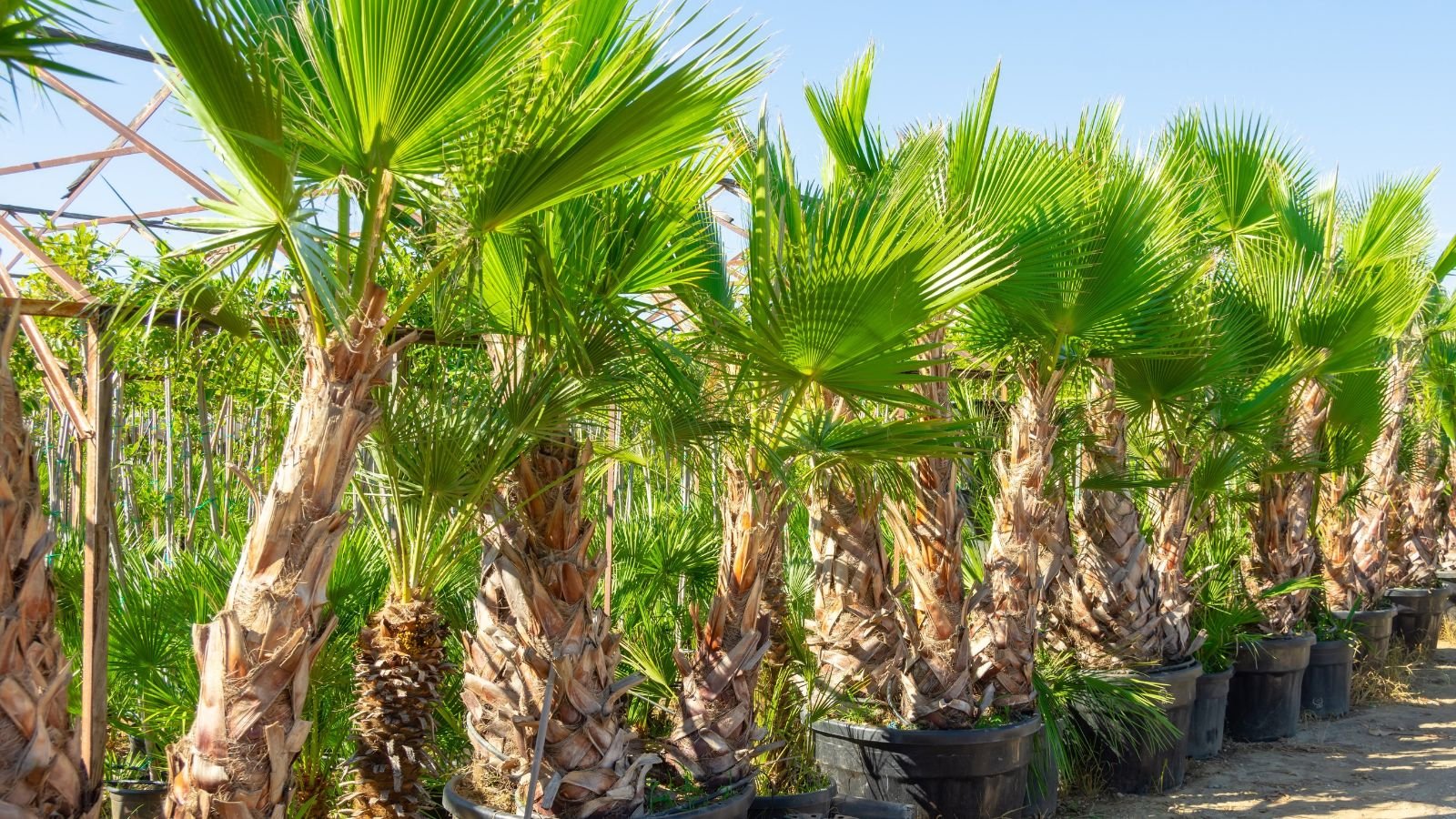 A row of Washingtonia filifera placed in individual containers, placed near a fence at a location with abundant warm sunlight