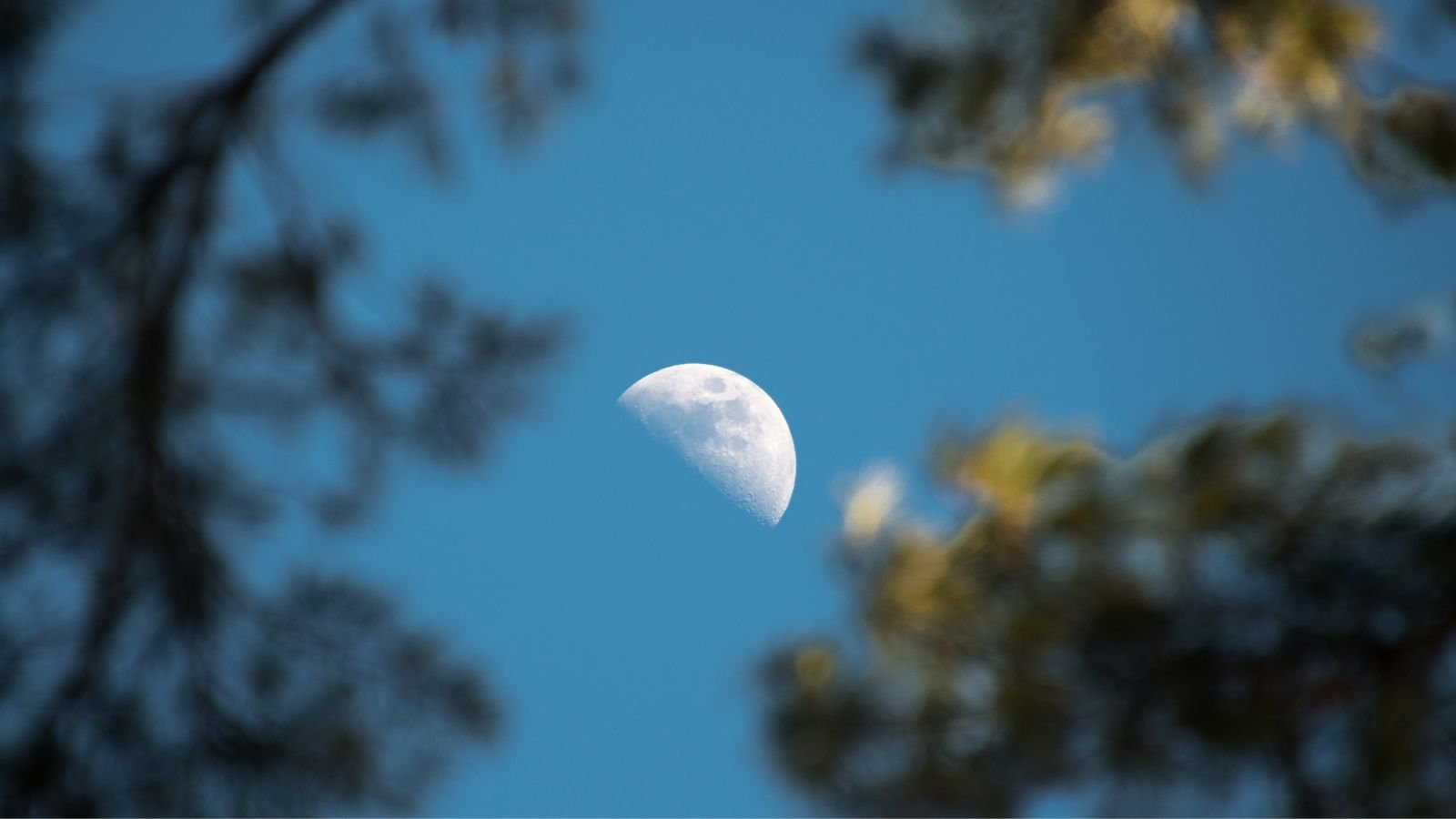 A shot of a half natural satellite among developing plants outdoors, all surrounded in the blue night sky