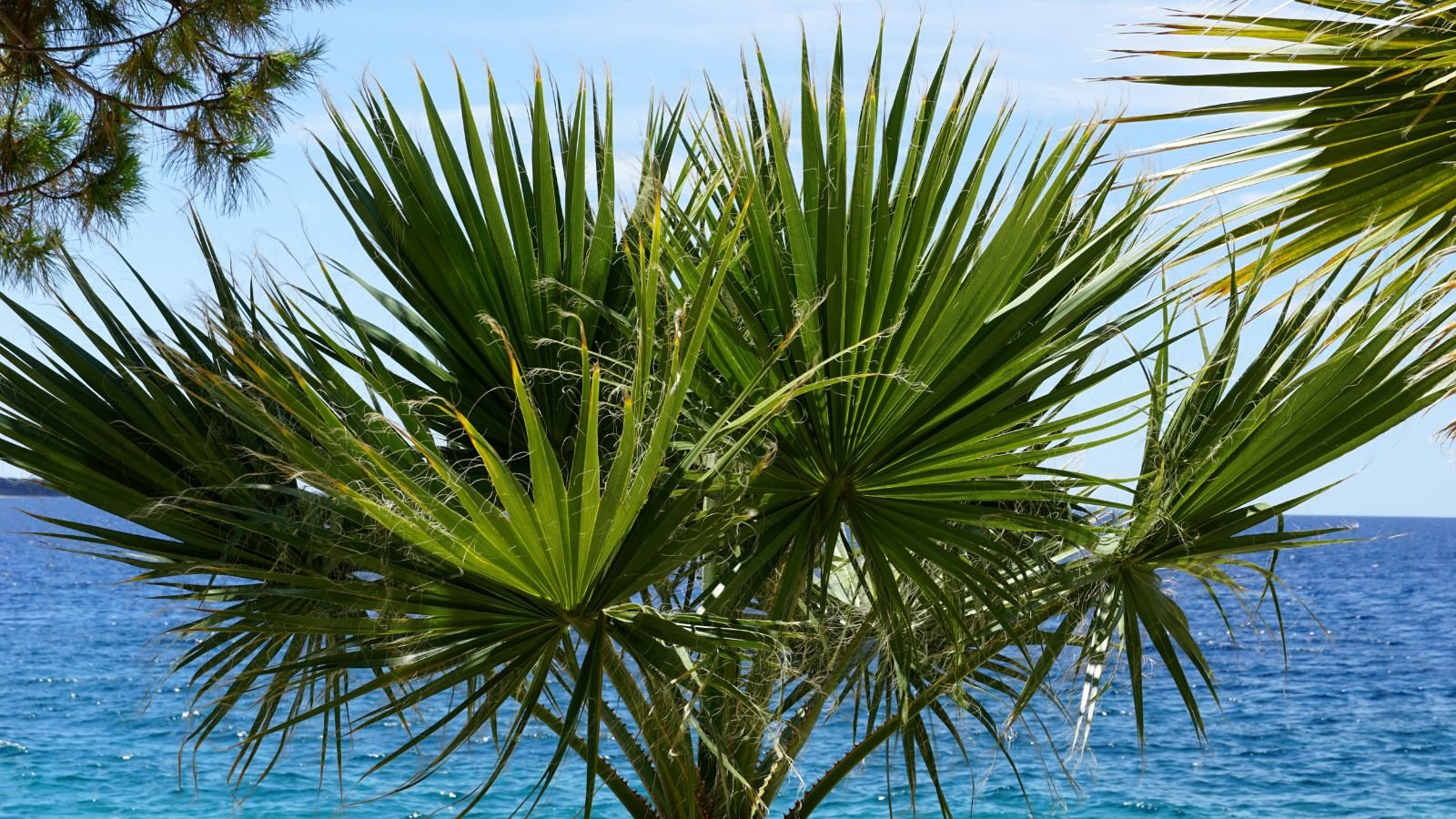 A shot of a healthy Washingtonia filifera with the sea in the background, with other leaves peeking beside the plant