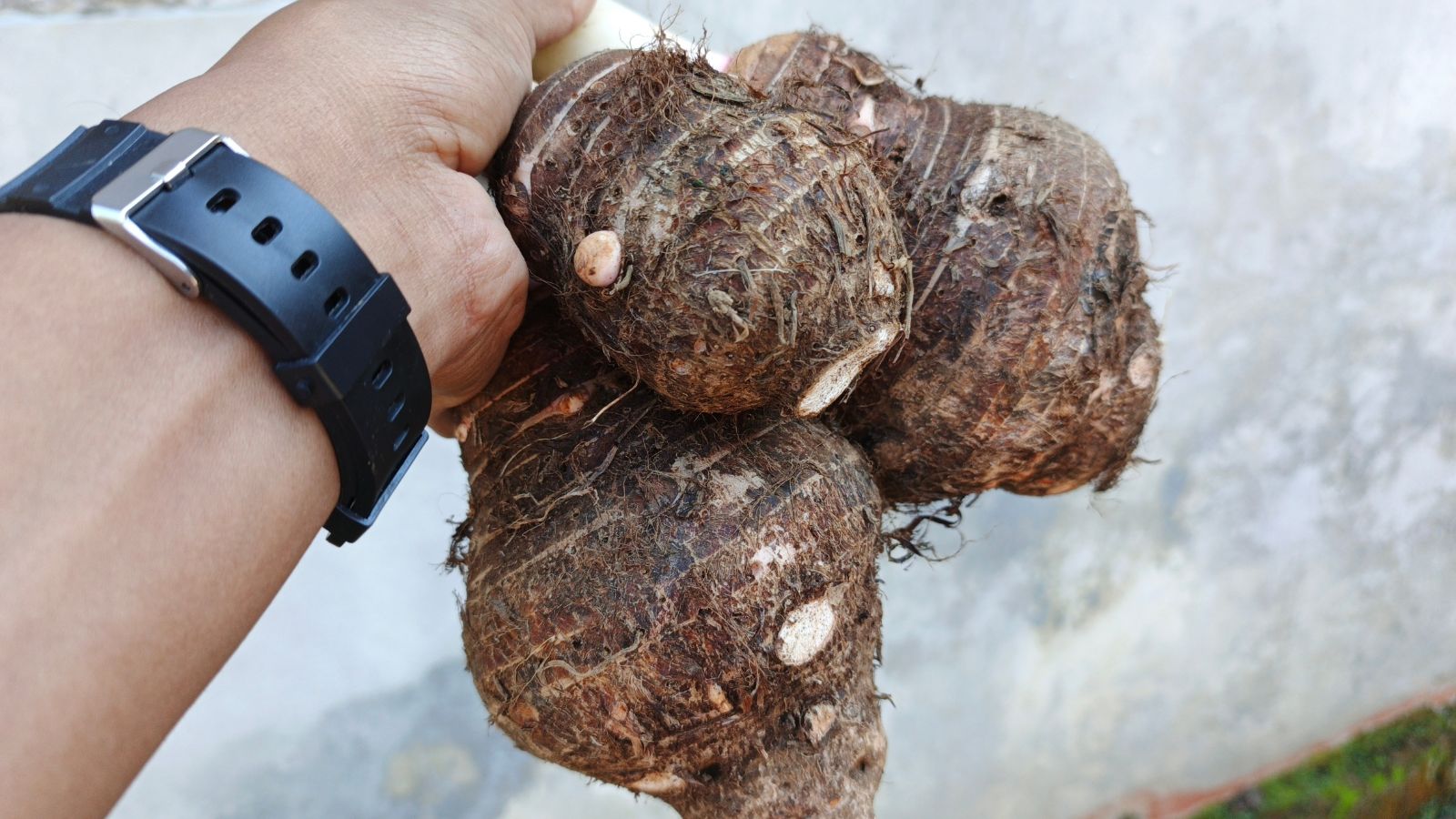 A shot of a person's hand holding several freshly harvested taproot corms of a plant, all situated in a well lit area outdoors