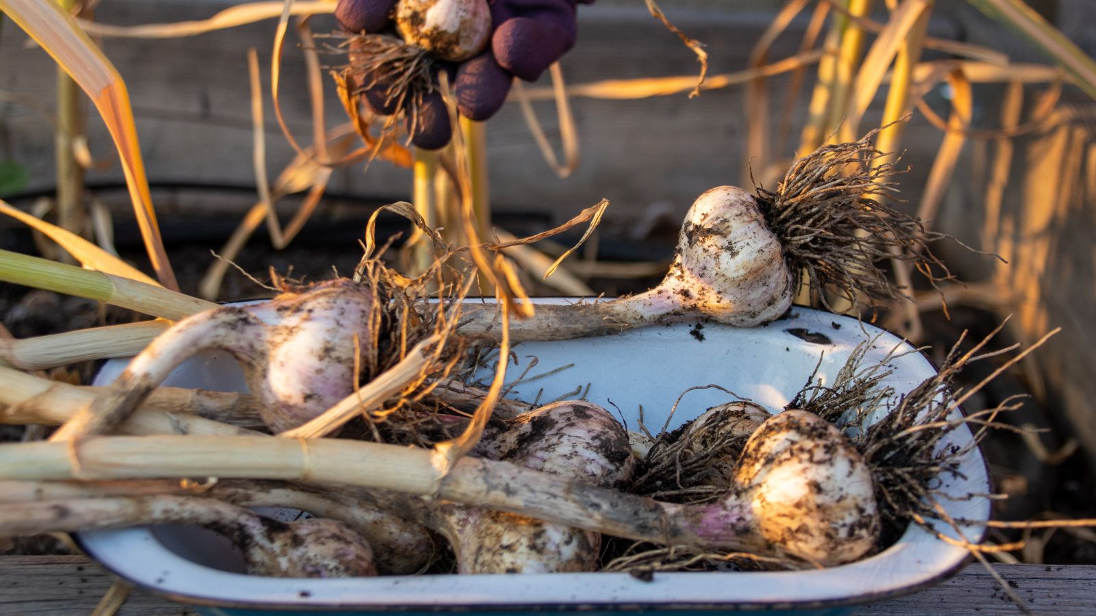 A shot of a person's hand in the process of placing freshly harvested allium bulbs on a rectangular plate