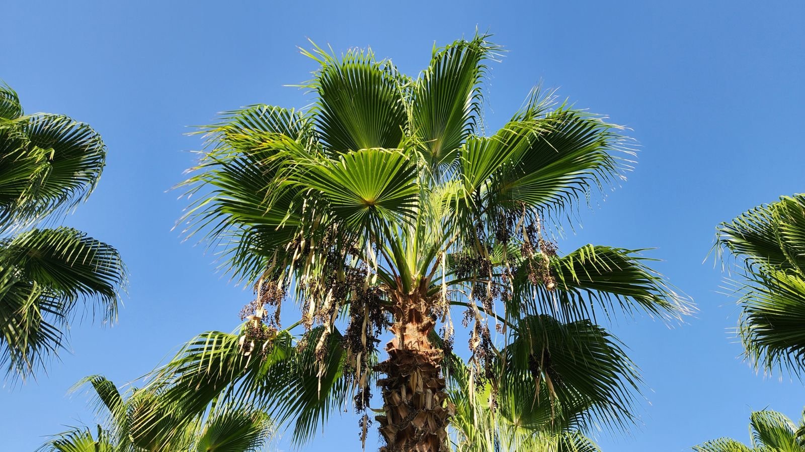 A shot of a tall Washingtonia filifera from below with the clear blue sky in the background somewhere with lots of sunlight