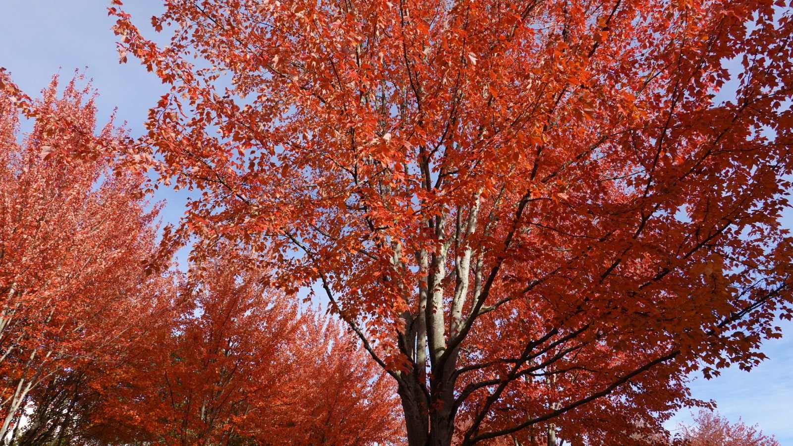 A shot of multiple Acer x freemanii ‘Jeffersred' taken from below, appearing lovely with countless red leaves