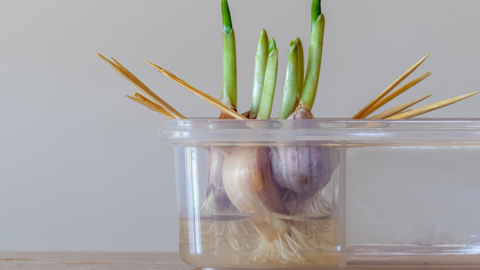A shot of several rooted and sprouting cloves of a bulb suspended using toothpicks above a container with water