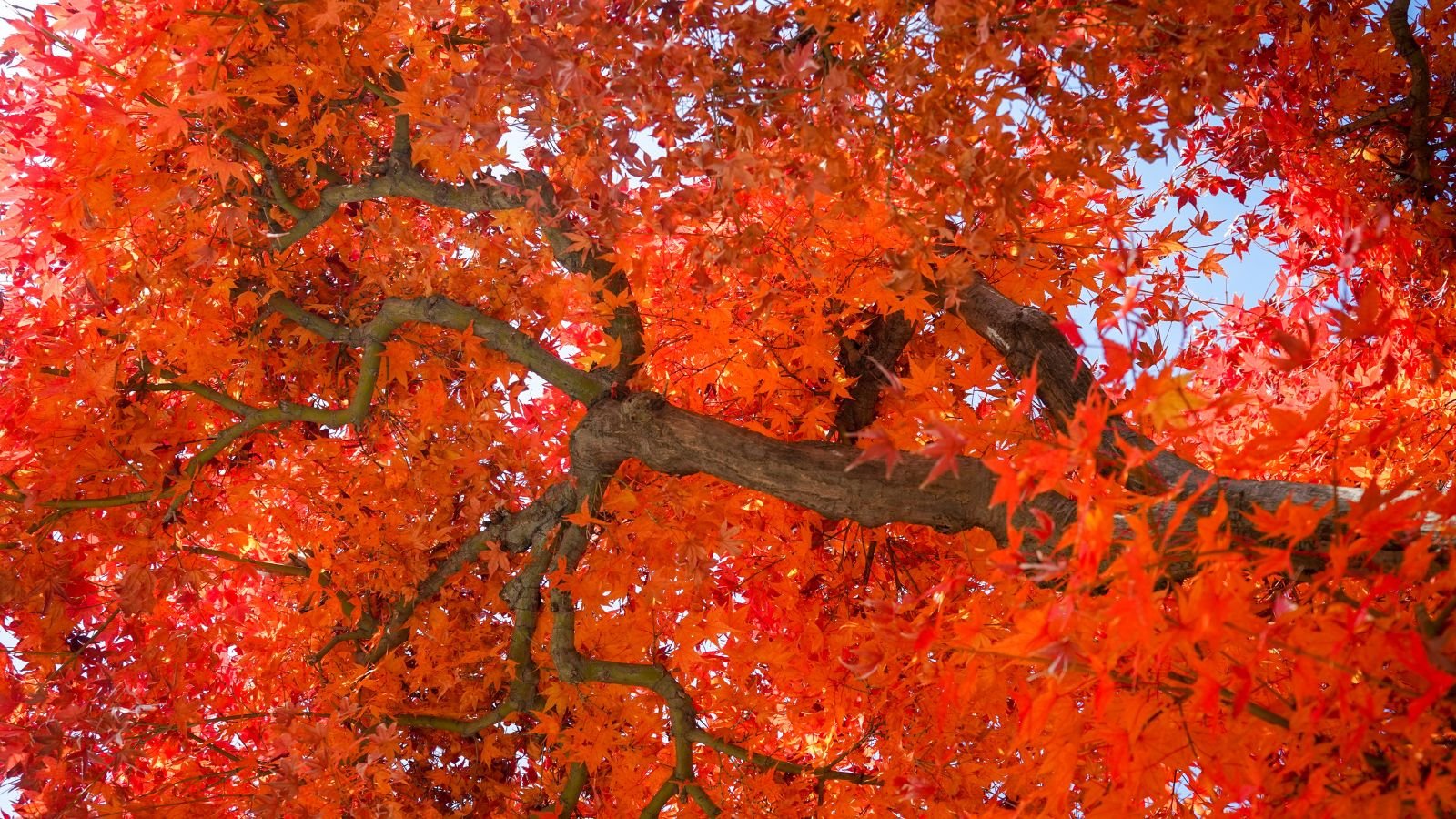A shot of the Acer x freemanii ‘Jeffersred' from below, showing lush and thick layers of red leaves with the blue sky peeking through gaps