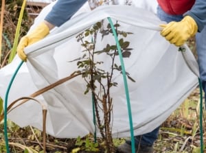 A step to prep garden winter shown by a woman covering a trimmed down shrub, appearing lovely as it is being placed under a white wrap