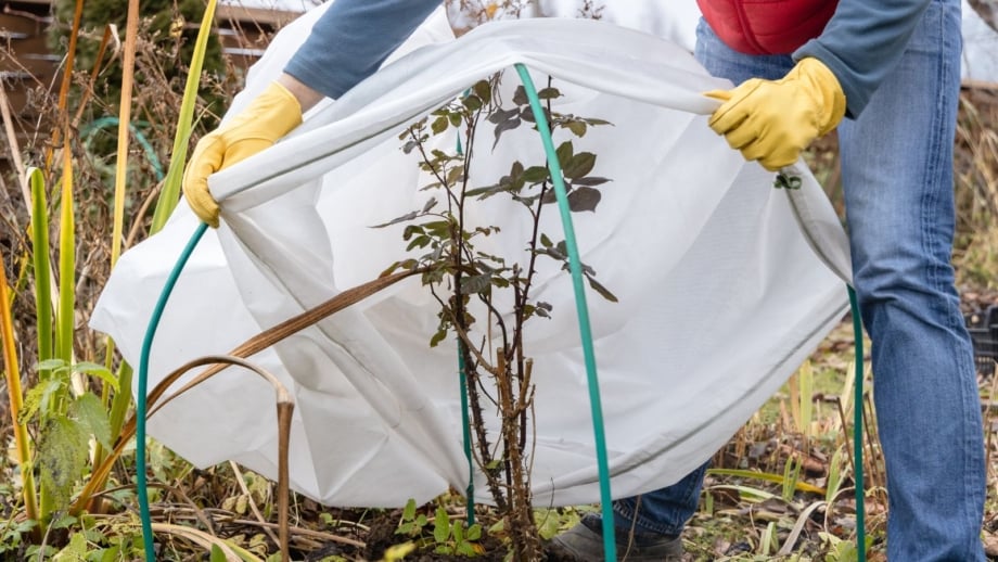 A step to prep garden winter shown by a woman covering a trimmed down shrub, appearing lovely as it is being placed under a white wrap