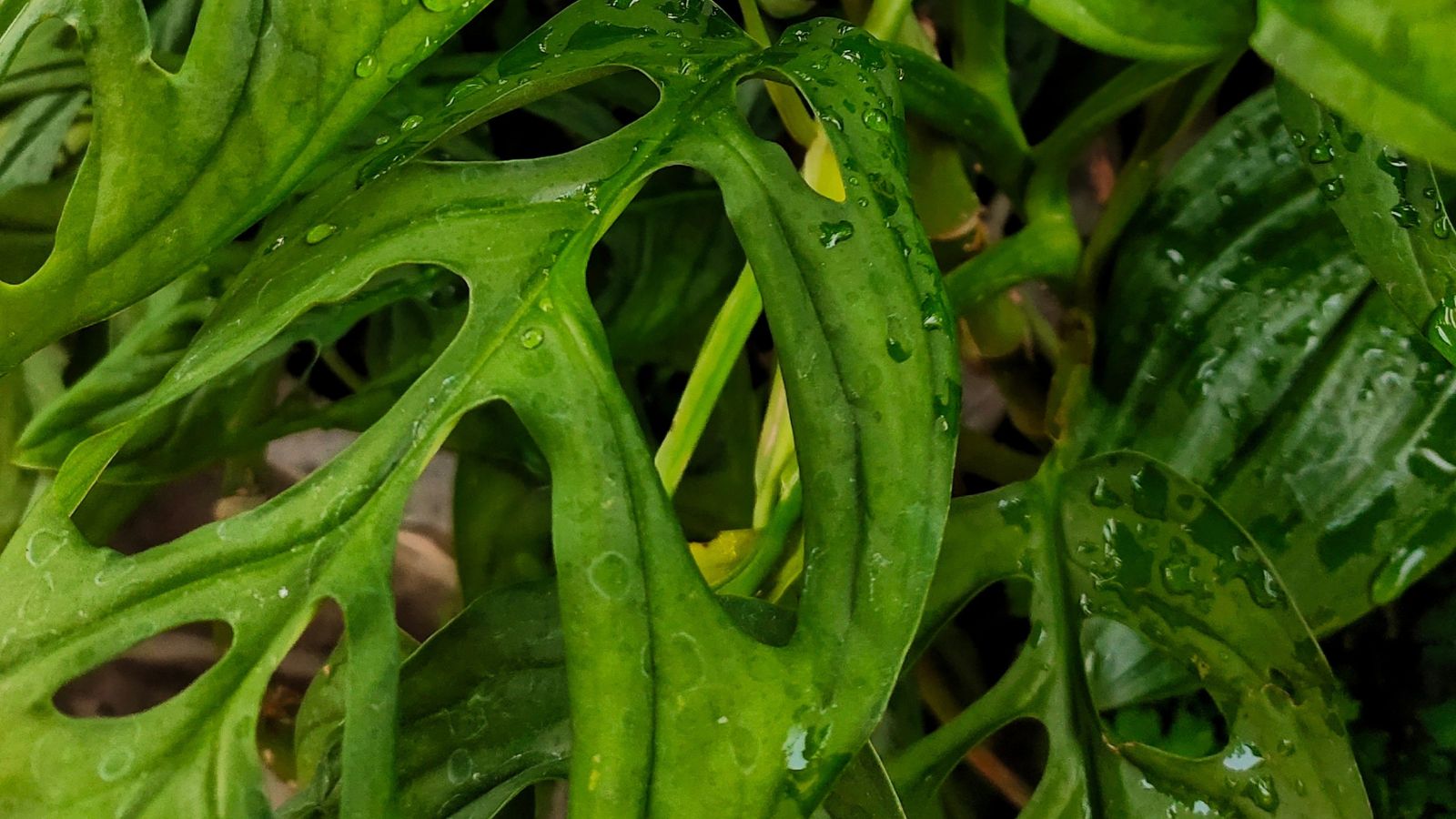 A thick layer of Monstera epipremnoides ‘Esculeto’ leaves appearing to have a bright green color with water droplets on the surface