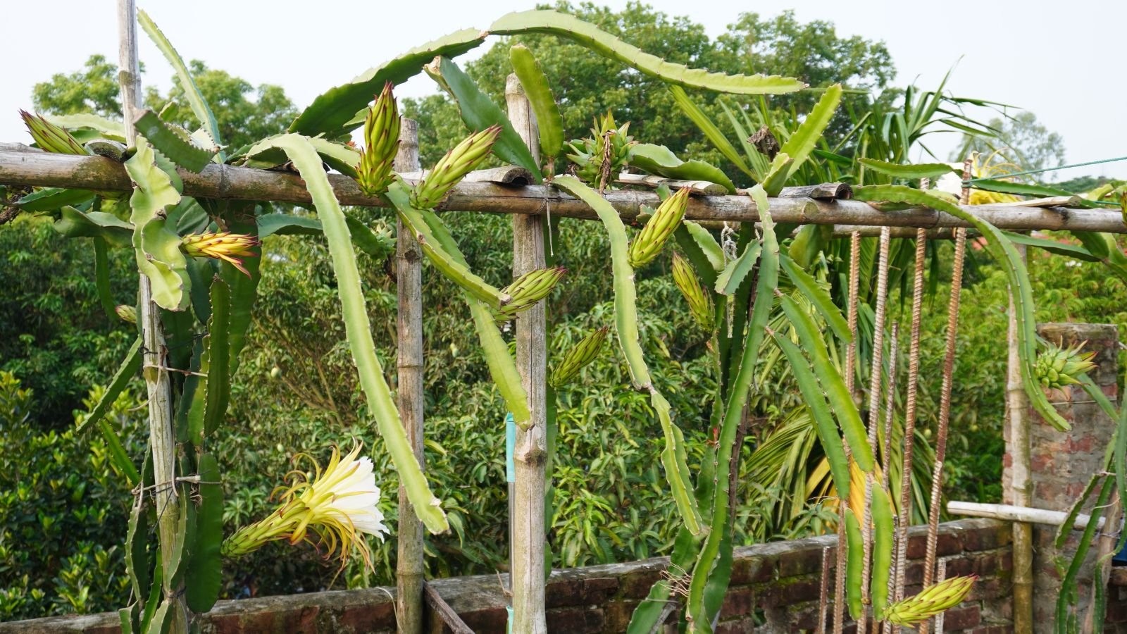 A wooden structure meant to be stakes or a trellis for the Hylocereus undatus plant, having bright green stems with spiny edges