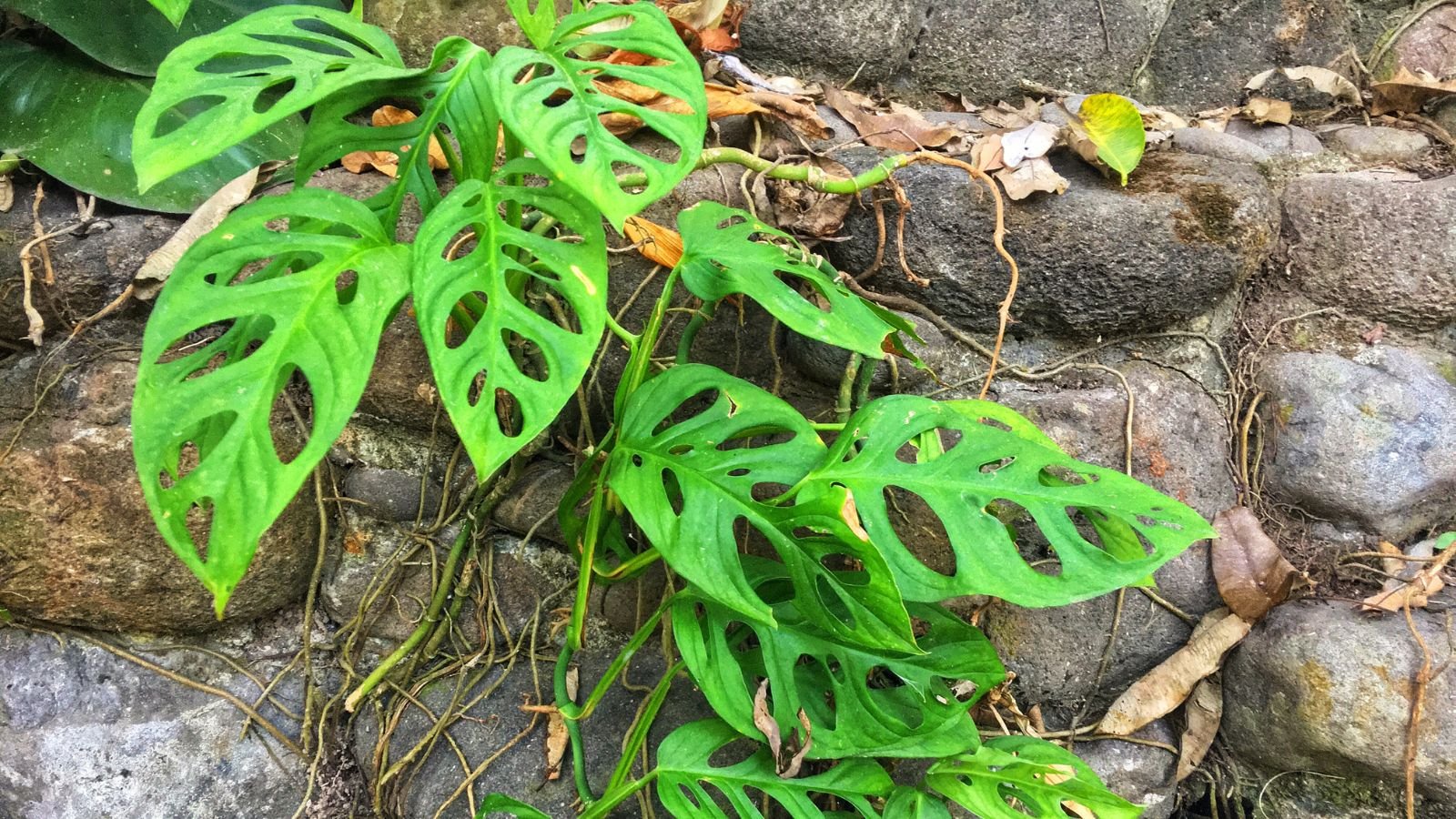 A young Monstera epipremnoides ‘Esculeto’ attached to a stone wall, appearing to have bright green leaves with gaping holes
