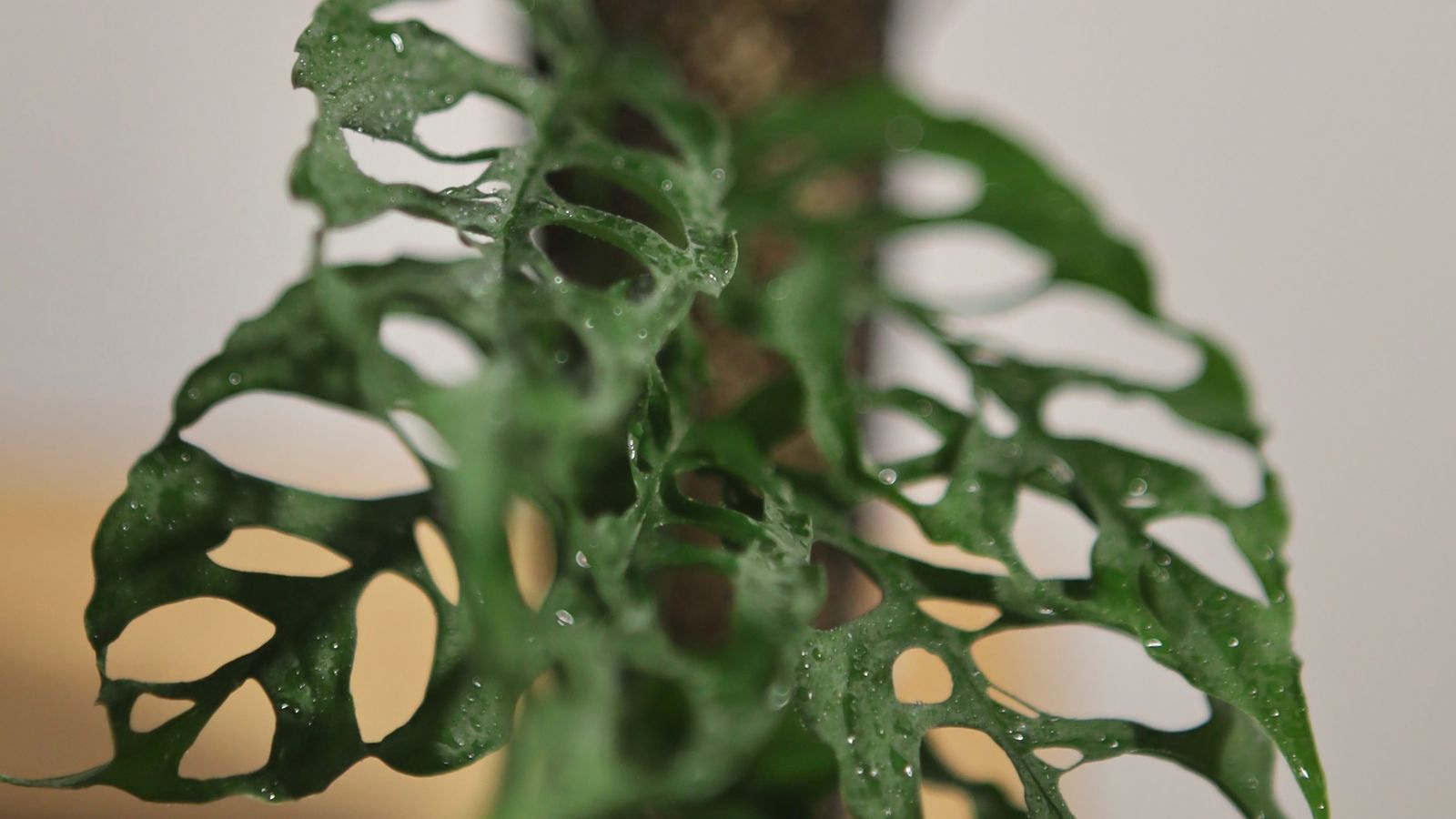 A young Monstera epipremnoides ‘Esculeto’ plant with damp leaves, appearing to have a vivid green color