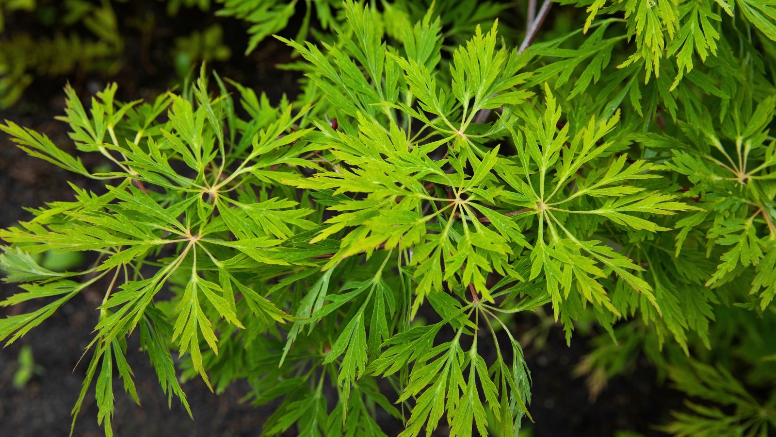 A dense grouping of rounded leaves, finely divided into many narrow lobes, displays a vibrant, light lime-green color.